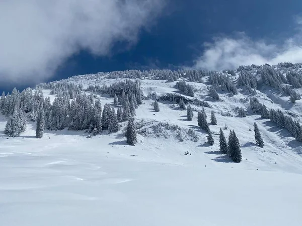 Παραμύθι Παγωμένη Χειμερινή Ατμόσφαιρα Και Χιονισμένα Κωνοφόρα Δέντρα Στο Βουνό — Φωτογραφία Αρχείου