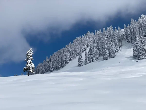 Peri masalı gibi soğuk kış atmosferi ve Schindlenberg Dağı 'ndaki karla kaplı kozalaklı ağaçlar Alpstein' in büyük kitlesi, Nesslau - Obertoggenburg bölgesi, İsviçre / Schweiz