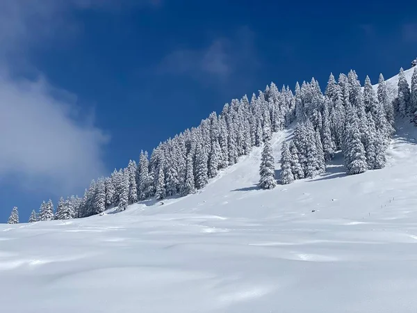 Peri masalı gibi soğuk kış atmosferi ve Schindlenberg Dağı 'ndaki karla kaplı kozalaklı ağaçlar Alpstein' in büyük kitlesi, Nesslau - Obertoggenburg bölgesi, İsviçre / Schweiz