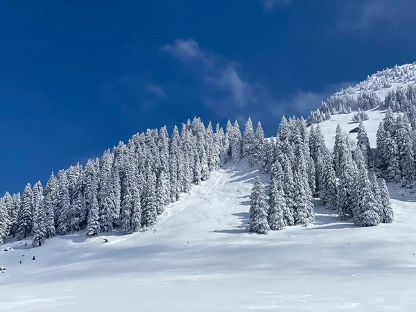 Peri masalı gibi soğuk kış atmosferi ve Schindlenberg Dağı 'ndaki karla kaplı kozalaklı ağaçlar Alpstein' in büyük kitlesi, Nesslau - Obertoggenburg bölgesi, İsviçre / Schweiz