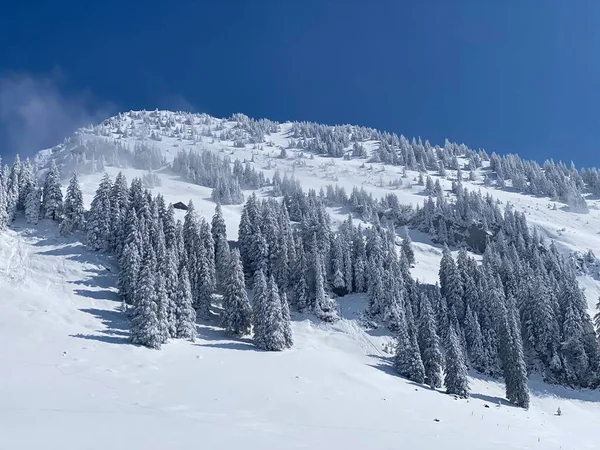 Peri masalı gibi soğuk kış atmosferi ve Schindlenberg Dağı 'ndaki karla kaplı kozalaklı ağaçlar Alpstein' in büyük kitlesi, Nesslau - Obertoggenburg bölgesi, İsviçre / Schweiz