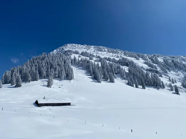 Fairytale Icy Winter Atmosphere Snow Covered Coniferous Trees Mountain Schindlenberg — Stock Fotó