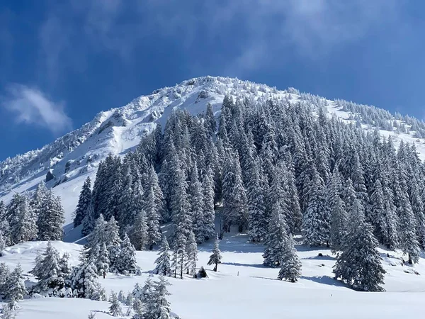 Fairytale Icy Winter Atmosphere Snow Covered Coniferous Trees Mountain Schindlenberg — Stockfoto