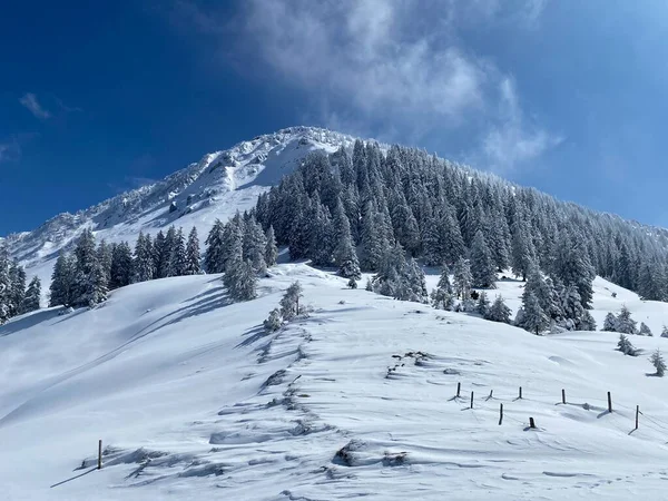 Fairytale Icy Winter Atmosphere Snow Covered Coniferous Trees Mountain Schindlenberg — Stock Fotó