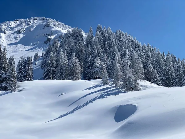 Peri masalı gibi soğuk kış atmosferi ve Schindlenberg Dağı 'ndaki karla kaplı kozalaklı ağaçlar Alpstein' in büyük kitlesi, Nesslau - Obertoggenburg bölgesi, İsviçre / Schweiz