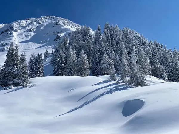 Peri masalı gibi soğuk kış atmosferi ve Schindlenberg Dağı 'ndaki karla kaplı kozalaklı ağaçlar Alpstein' in büyük kitlesi, Nesslau - Obertoggenburg bölgesi, İsviçre / Schweiz