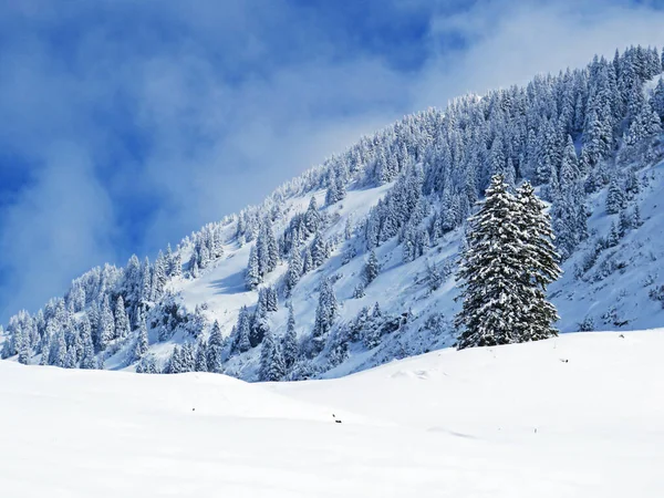 Märchenhafte Eisige Winteratmosphäre Und Schneebedeckte Nadelbäume Schindlenberg Alpsteinmassiv Nesslau Obertoggenburg — Stockfoto