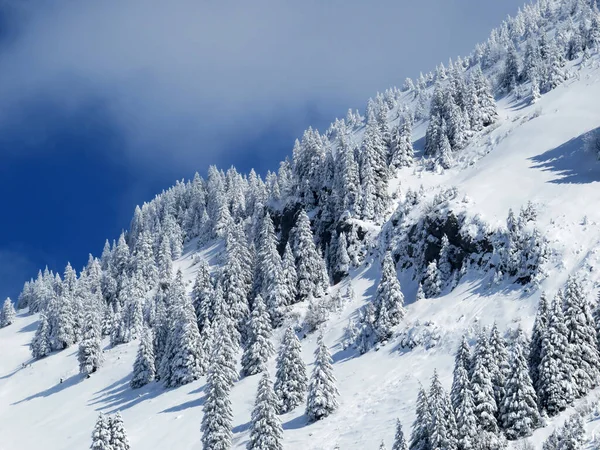 Peri masalı gibi soğuk kış atmosferi ve Schindlenberg Dağı 'ndaki karla kaplı kozalaklı ağaçlar Alpstein' in büyük kitlesi, Nesslau - Obertoggenburg bölgesi, İsviçre / Schweiz