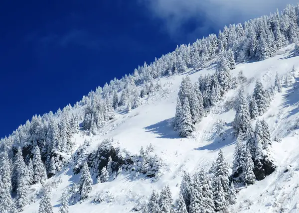 Peri masalı gibi soğuk kış atmosferi ve Schindlenberg Dağı 'ndaki karla kaplı kozalaklı ağaçlar Alpstein' in büyük kitlesi, Nesslau - Obertoggenburg bölgesi, İsviçre / Schweiz