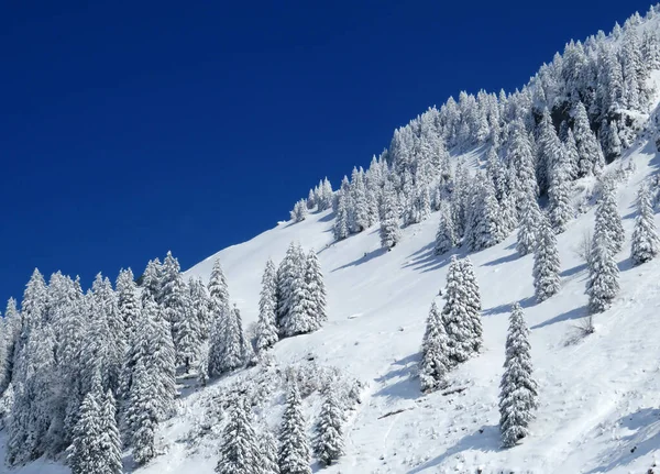 Peri masalı gibi soğuk kış atmosferi ve Schindlenberg Dağı 'ndaki karla kaplı kozalaklı ağaçlar Alpstein' in büyük kitlesi, Nesslau - Obertoggenburg bölgesi, İsviçre / Schweiz