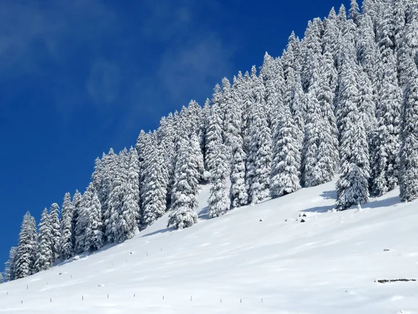 瑞士内斯劳 奥伯托根堡地区Alpstein地块上的仙话般寒冷的冬季气候和辛登堡山上被雪覆盖的针叶树 — 图库照片