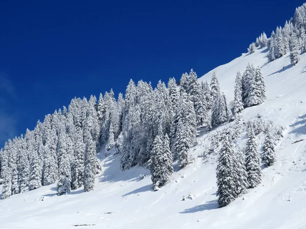 Peri masalı gibi soğuk kış atmosferi ve Schindlenberg Dağı 'ndaki karla kaplı kozalaklı ağaçlar Alpstein' in büyük kitlesi, Nesslau - Obertoggenburg bölgesi, İsviçre / Schweiz