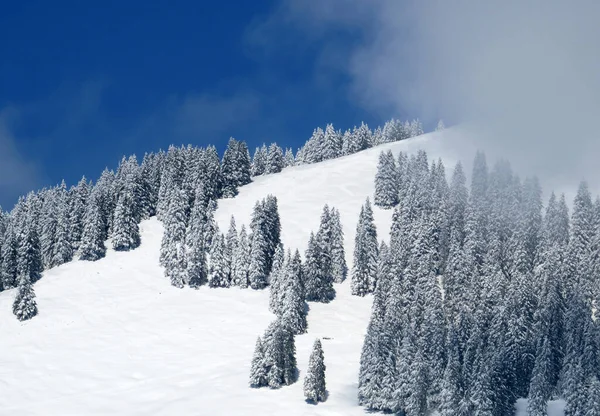 Peri masalı gibi soğuk kış atmosferi ve Schindlenberg Dağı 'ndaki karla kaplı kozalaklı ağaçlar Alpstein' in büyük kitlesi, Nesslau - Obertoggenburg bölgesi, İsviçre / Schweiz