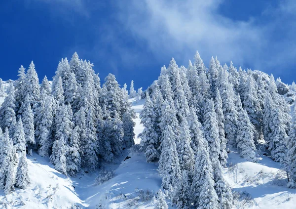 Peri masalı gibi soğuk kış atmosferi ve Schindlenberg Dağı 'ndaki karla kaplı kozalaklı ağaçlar Alpstein' in büyük kitlesi, Nesslau - Obertoggenburg bölgesi, İsviçre / Schweiz