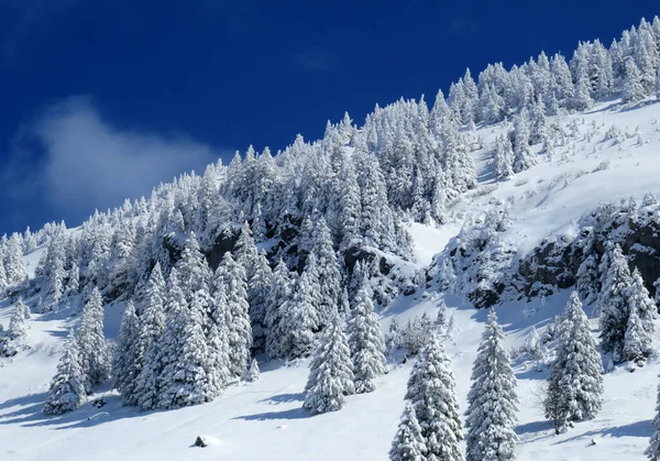 Peri Masalı Gibi Soğuk Kış Atmosferi Schindlenberg Dağı Ndaki Karla — Stok fotoğraf