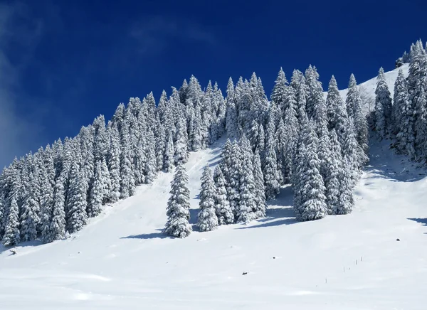 Märchenhafte Eisige Winteratmosphäre Und Schneebedeckte Nadelbäume Schindlenberg Alpsteinmassiv Nesslau Obertoggenburg — Stockfoto