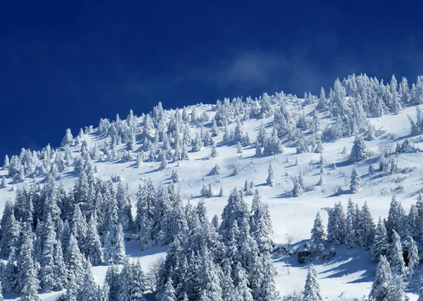 Peri masalı gibi soğuk kış atmosferi ve Schindlenberg Dağı 'ndaki karla kaplı kozalaklı ağaçlar Alpstein' in büyük kitlesi, Nesslau - Obertoggenburg bölgesi, İsviçre / Schweiz