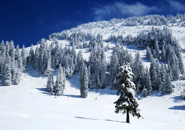 瑞士内斯劳 奥伯托根堡地区Alpstein地块上的仙话般寒冷的冬季气候和辛登堡山上被雪覆盖的针叶树 — 图库照片