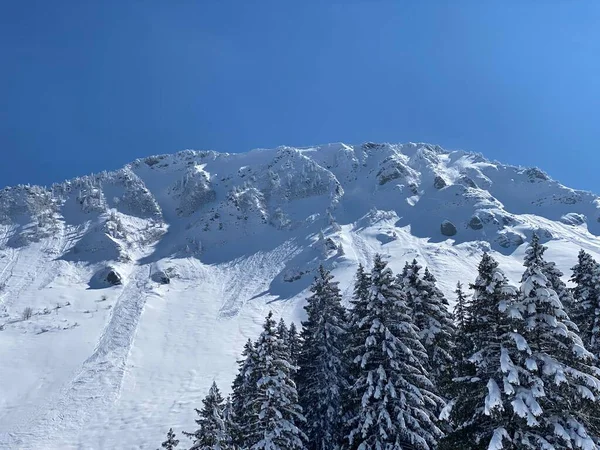 Fairytale Alpine Winter Atmosphere Snow Covered Coniferous Trees Mountain Peak — стоковое фото