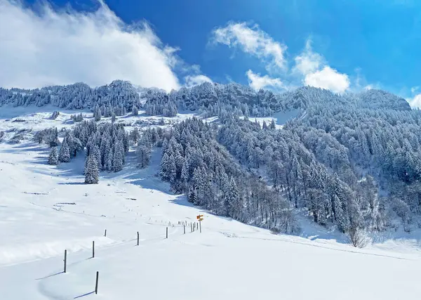 Baśniowa Alpejska Zimowa Atmosfera Pokryte Śniegiem Drzewa Iglaste Szczycie Góry — Zdjęcie stockowe