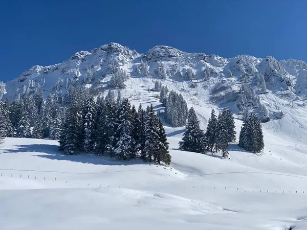 Fairytale Alpine Winter Atmosphere Snow Covered Coniferous Trees Mountain Peak — Fotografia de Stock