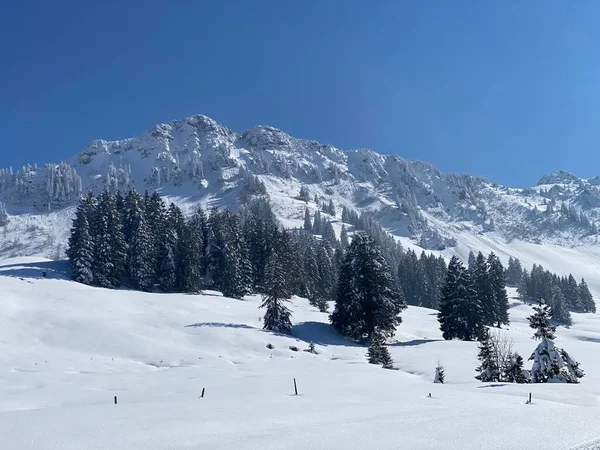 Atmósfera Invernal Alpina Cuento Hadas Árboles Coníferas Cubiertos Nieve Pico —  Fotos de Stock