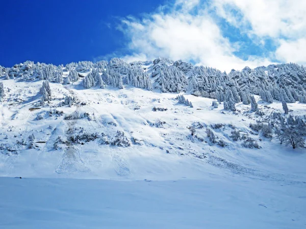 Сказочная Альпийская Зимняя Атмосфера Заснеженные Хвойные Деревья Вершине Горы Нойенальпшпиц — стоковое фото
