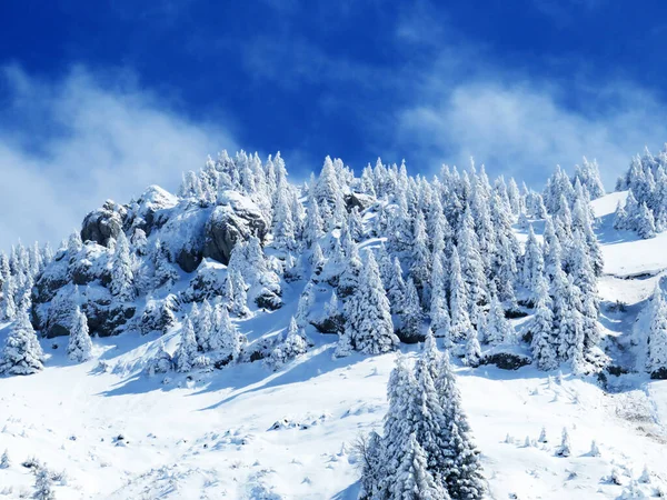 瑞士内斯劳 奥伯托根堡地区 施韦兹 Neuenalpspitz山顶 1817米 的美丽的高山冬季气候和覆盖着白雪的针叶树 — 图库照片