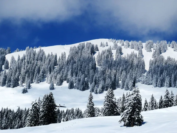 Peri masalı dağ atmosferi ve kar kaplı alp zirvesi Stockberg (1781 m) Alpstein dağ kütlesi, Nesslau - Obertoggenburg bölgesi, İsviçre (Schweiz)