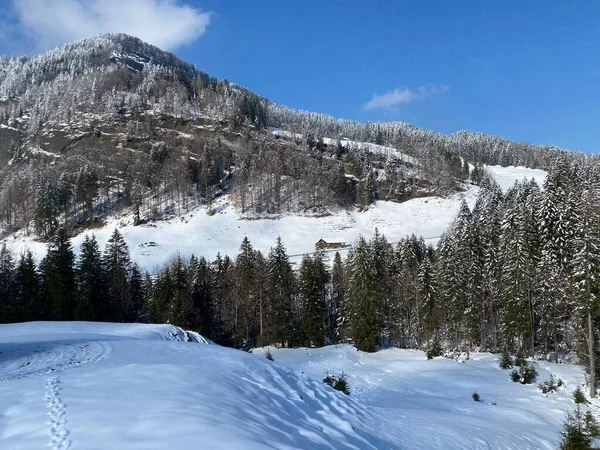 Pohádková Alpská Zimní Atmosféra Zasněženými Jehličnany Skalními Útesy Vrcholu Hory — Stock fotografie