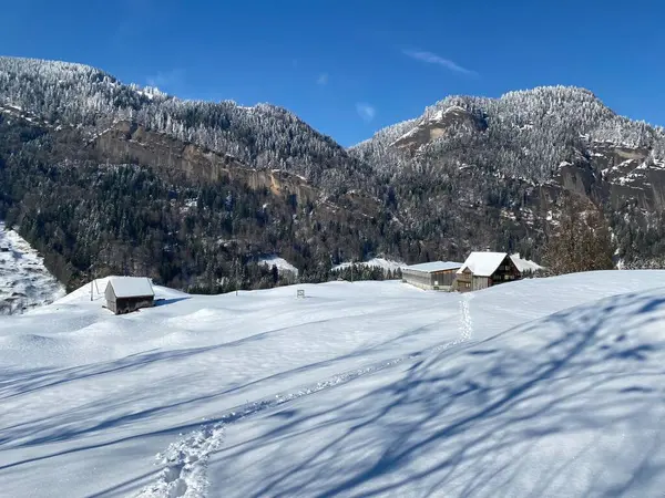 Karla kaplı kozalaklı ağaçlar ve dağ tepesindeki kaya kayalıkları (1531 m), Nesslau - Obertoggenburg bölgesi, İsviçre (Schweiz)
