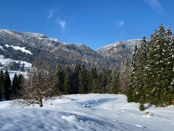 Fairytale Alpine Winter Atmosphere Snow Covered Coniferous Trees Stone Cliffs — Fotografia de Stock