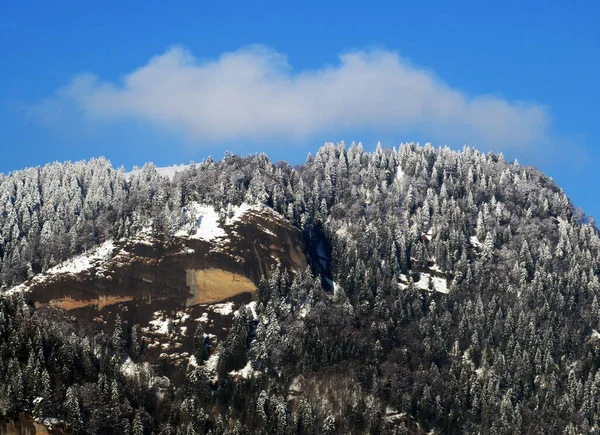 Ambiente Invernal Alpino Cuento Hadas Con Árboles Coníferas Cubiertos Nieve — Foto de Stock