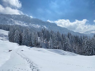 Alpstein dağlarının yamaçlarında ve İsviçre Alpleri 'nin taze dağlık kar örtüsünde, Nesslau - Obertoggenburg, İsviçre (Schweiz)