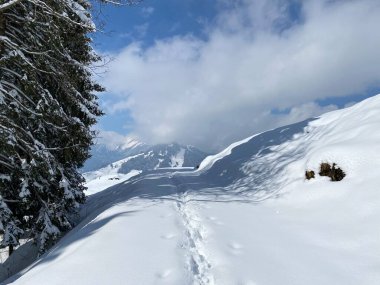Alpstein dağlarının yamaçlarında ve İsviçre Alpleri 'nin taze dağlık kar örtüsünde, Nesslau - Obertoggenburg, İsviçre (Schweiz)