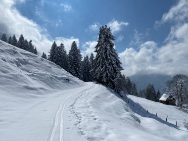 Alpstein dağlarının yamaçlarında ve İsviçre Alpleri 'nin taze dağlık kar örtüsünde, Nesslau - Obertoggenburg, İsviçre (Schweiz)