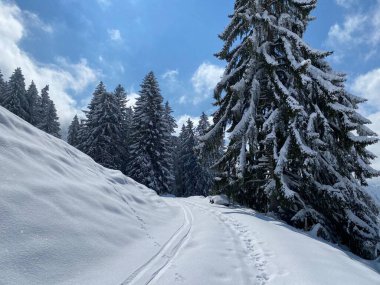 Alpstein dağlarının yamaçlarında ve İsviçre Alpleri 'nin taze dağlık kar örtüsünde, Nesslau - Obertoggenburg, İsviçre (Schweiz)