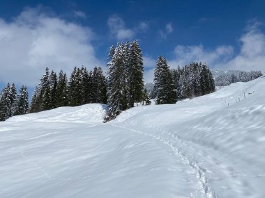 Alpstein dağlarının yamaçlarında ve İsviçre Alpleri 'nin taze dağlık kar örtüsünde, Nesslau - Obertoggenburg, İsviçre (Schweiz)