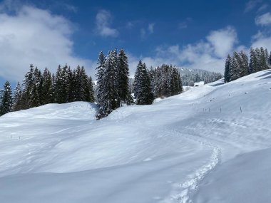 Alpstein dağlarının yamaçlarında ve İsviçre Alpleri 'nin taze dağlık kar örtüsünde, Nesslau - Obertoggenburg, İsviçre (Schweiz)