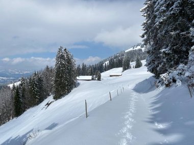 Alpstein dağlarının yamaçlarında ve İsviçre Alpleri 'nin taze dağlık kar örtüsünde, Nesslau - Obertoggenburg, İsviçre (Schweiz)