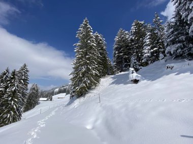 Alpstein dağlarının yamaçlarında ve İsviçre Alpleri 'nin taze dağlık kar örtüsünde, Nesslau - Obertoggenburg, İsviçre (Schweiz)