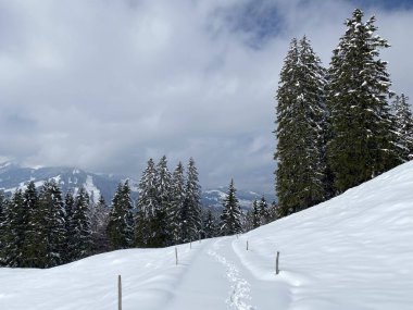 Alpstein dağlarının yamaçlarında ve İsviçre Alpleri 'nin taze dağlık kar örtüsünde, Nesslau - Obertoggenburg, İsviçre (Schweiz)