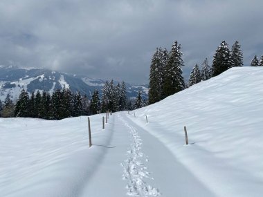 Alpstein dağlarının yamaçlarında ve İsviçre Alpleri 'nin taze dağlık kar örtüsünde, Nesslau - Obertoggenburg, İsviçre (Schweiz)