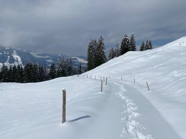 Alpstein dağlarının yamaçlarında ve İsviçre Alpleri 'nin taze dağlık kar örtüsünde, Nesslau - Obertoggenburg, İsviçre (Schweiz)