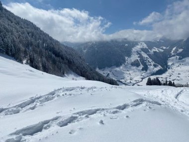 Alpstein dağlarının yamaçlarında ve İsviçre Alpleri 'nin taze dağlık kar örtüsünde, Nesslau - Obertoggenburg, İsviçre (Schweiz)