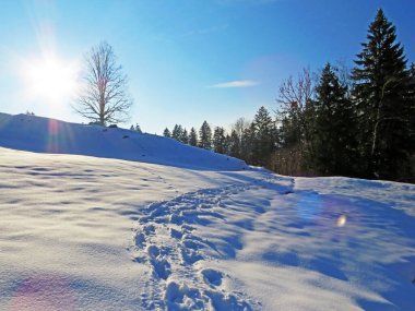 Alpstein dağlarının yamaçlarında ve İsviçre Alpleri 'nin taze dağlık kar örtüsünde, Nesslau - Obertoggenburg, İsviçre (Schweiz)