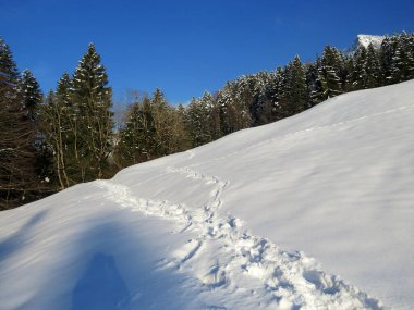 Alpstein dağlarının yamaçlarında ve İsviçre Alpleri 'nin taze dağlık kar örtüsünde, Nesslau - Obertoggenburg, İsviçre (Schweiz)