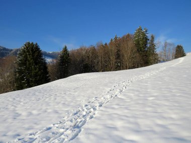 Alpstein dağlarının yamaçlarında ve İsviçre Alpleri 'nin taze dağlık kar örtüsünde, Nesslau - Obertoggenburg, İsviçre (Schweiz)