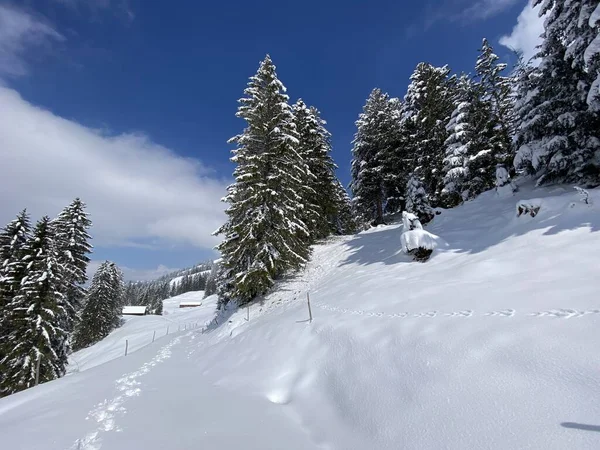 Alpstein dağlarının yamaçlarında ve İsviçre Alpleri 'nin taze dağlık kar örtüsünde, Nesslau - Obertoggenburg, İsviçre (Schweiz)