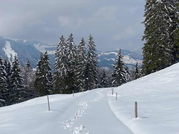 Alpstein dağlarının yamaçlarında ve İsviçre Alpleri 'nin taze dağlık kar örtüsünde, Nesslau - Obertoggenburg, İsviçre (Schweiz)